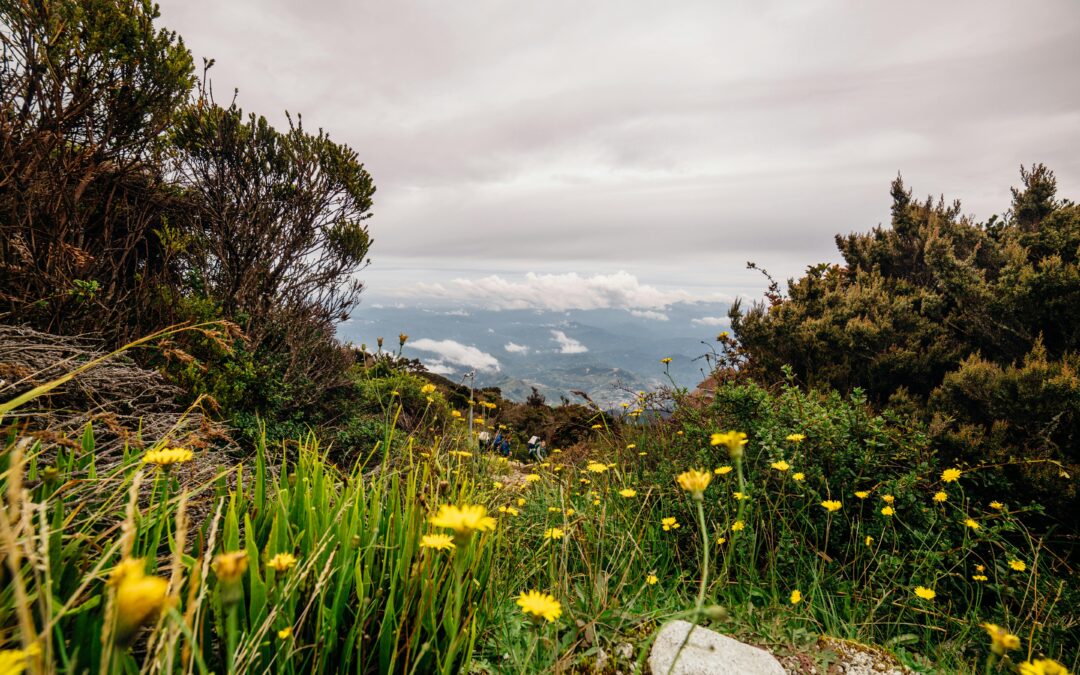 Exploring Wild Tea Plants: A Journey Into Nature’s Hidden Gems