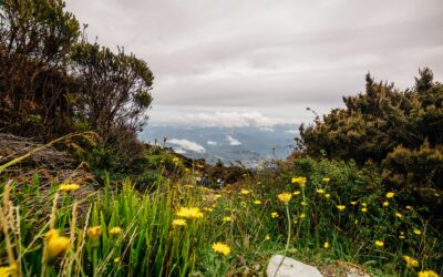 Exploring Wild Tea Plants: A Journey Into Nature’s Hidden Gems