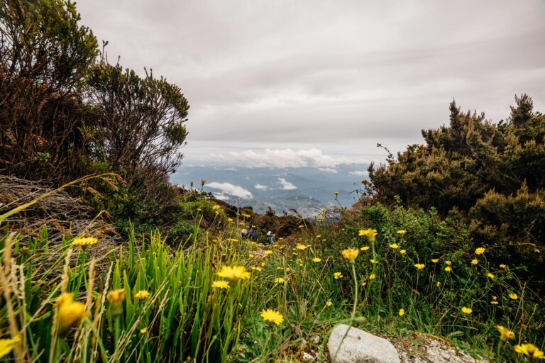 Exploring Wild Tea Plants: A Journey Into Nature’s Hidden Gems